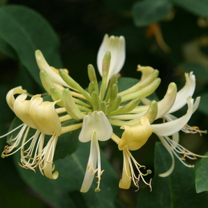 Lonicera periclymenum Graham Thomas