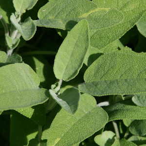 Salvia officinalis