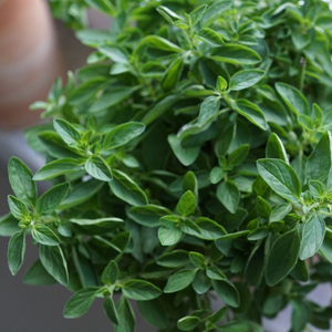 Origanum vulgare 