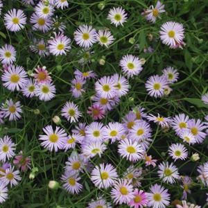 Erigeron karvinskianus Lavender Lady