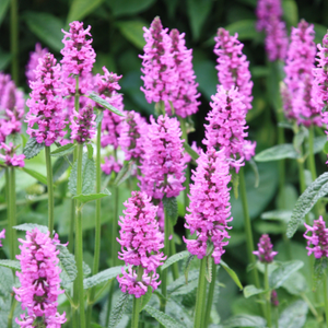Betonica officinalis Hummelo