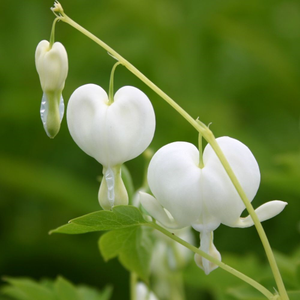 Lamprocapnos spectabilis Alba