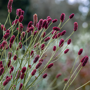 Sanguisorba Cangshan Cranberry