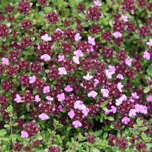 Thymus Coccineus Group