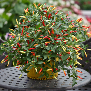 chilli Basket of Fire F1