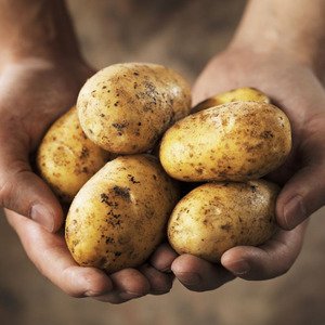 potato Cara