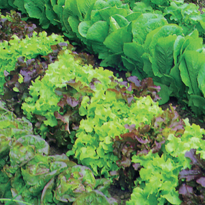 lettuce (mixed)