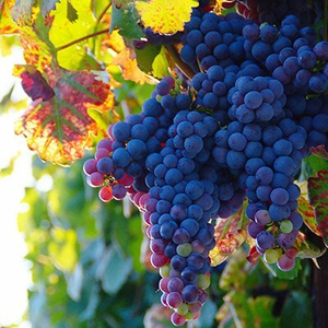 grape Black Hamburg