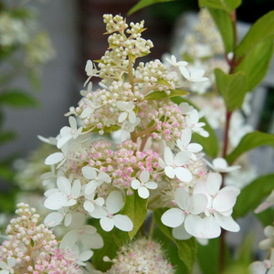 Hydrangea paniculata Confetti ('Vlasveld 02') (PBR)