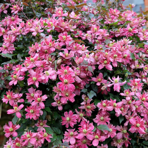 Clematis Broughton Star