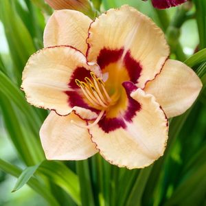 Hemerocallis Canadian Border Patrol