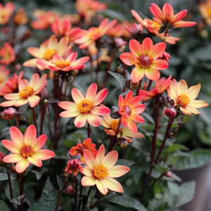 Dahlia Star Wars ('Vdtg14') (PBR) (Dark Angel Series)