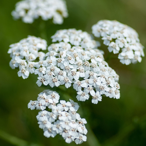 Achillea millefolium
