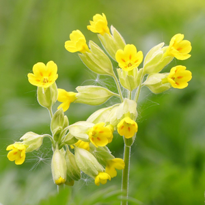 Primula veris 