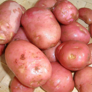potato Desiree