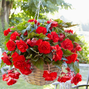 Begonia (Pendula Group) Red Giant