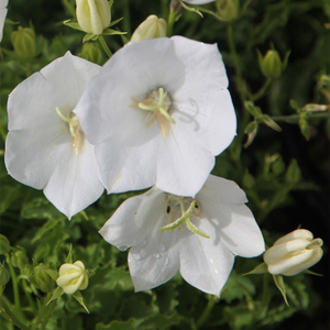 Campanula carpatica f. alba Weisse Clips