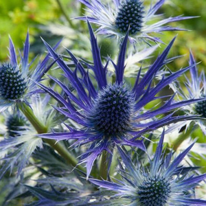Eryngium × olivierianum Big Blue ('Myersblue') (PBR)