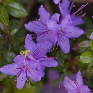 Rhododendron impeditum 