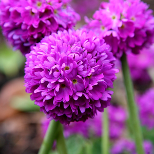 Primula denticulata 