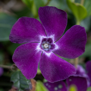 Vinca minor Atropurpurea