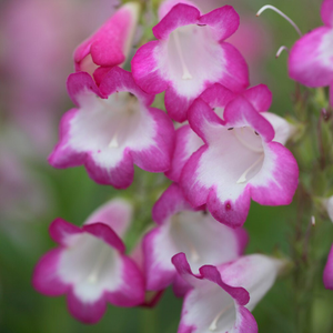 Penstemon Pensham Laura (Pensham Series)