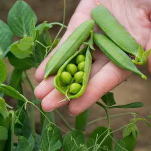 pea Kelvedon Wonder