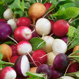 radish Mixed