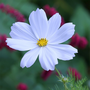 Cosmos bipinnatus Purity