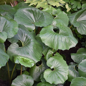 Farfugium japonicum var. giganteum