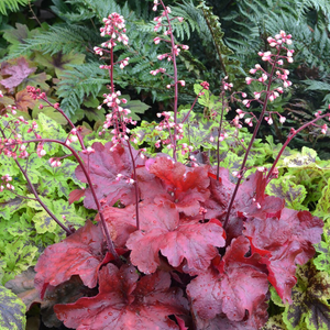 Heuchera Fire Alarm (PBR)