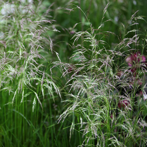 Deschampsia cespitosa 