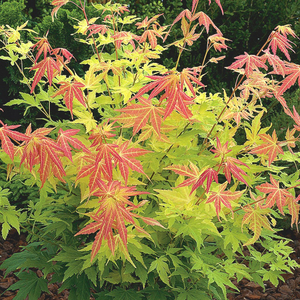 Acer palmatum Orange Dream