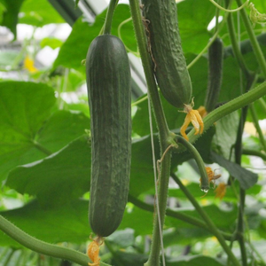 cucumber Marketmore