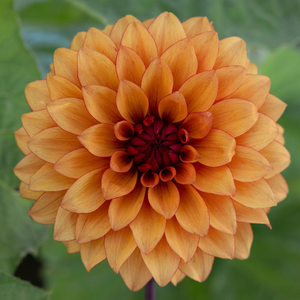 Dahlia Statue of Orange