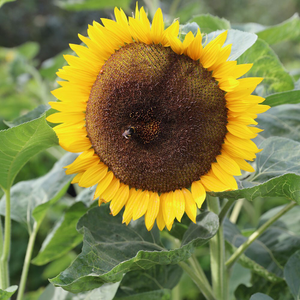 Helianthus Tall Single