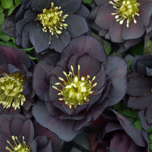 Helleborus × hybridus Dark and Handsome (Wedding Party Series)