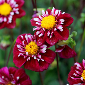 Dahlia Fantastico