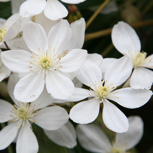 Clematis armandi 