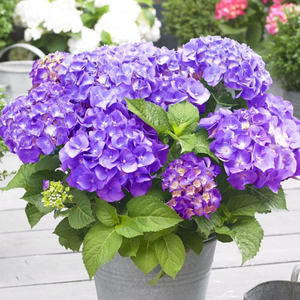 Hydrangea macrophylla Little Purple