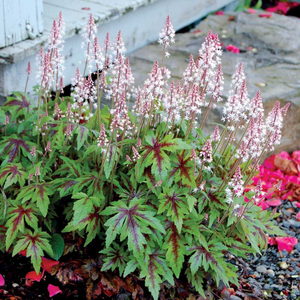Tiarella Sugar and Spice (PBR)