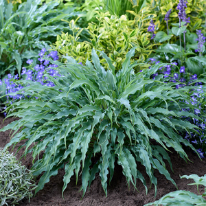 Hosta Silly String (PBR)