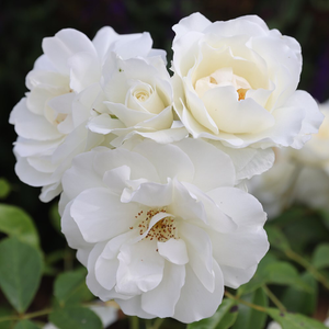 Rosa Iceberg ('Korbin')