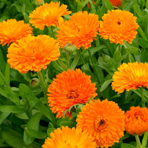 Calendula officinalis Orange King