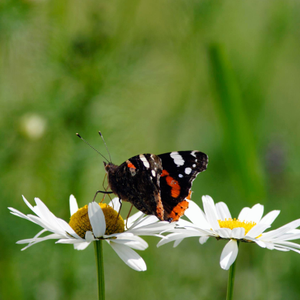 Leucanthemum vulgare 