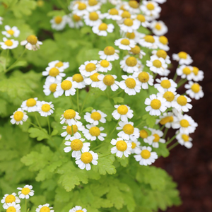 Tanacetum parthenium 