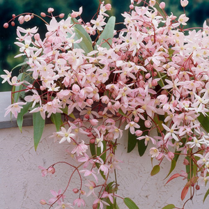Clematis Apple Blossom