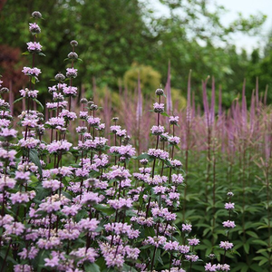 Phlomoides tuberosa Amazone
