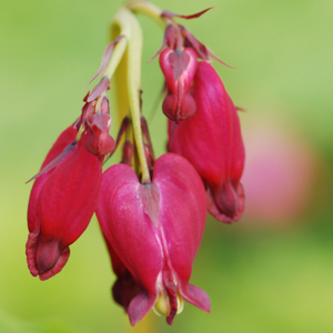 Dicentra formosa Bacchanal