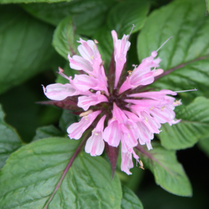 Monarda Beauty of Cobham